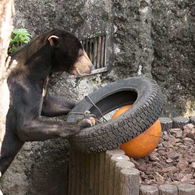 上野動物園　マレーグマ　アズマ