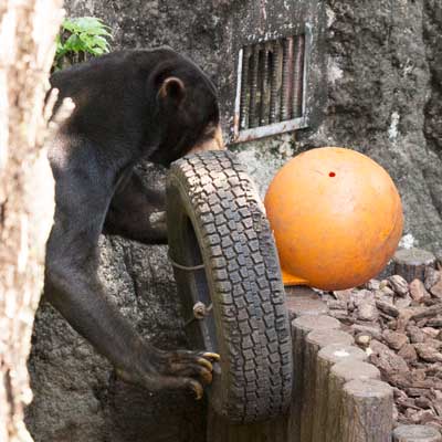 上野動物園　マレーグマ　アズマ
