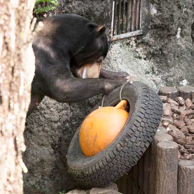 上野動物園　マレーグマ　アズマ
