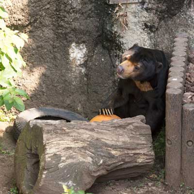 上野動物園　マレーグマ　アズマ