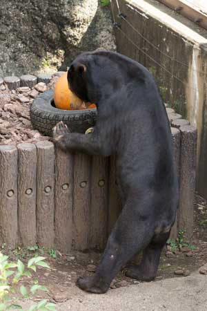 上野動物園　マレーグマ　アズマ