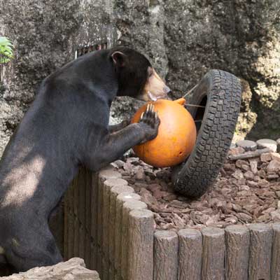 上野動物園　マレーグマ　アズマ