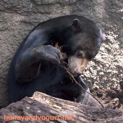 上野動物園　マレーグマ　フジ