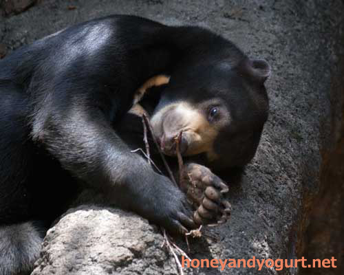 上野動物園　マレーグマ　フジ
