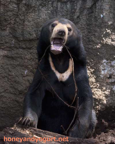 上野動物園　マレーグマ　フジ