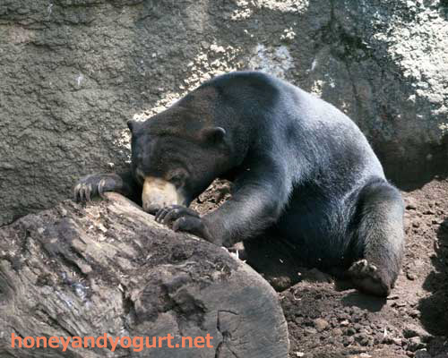上野動物園　マレーグマ　フジ