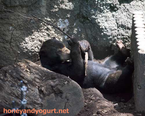 上野動物園　マレーグマ　フジ