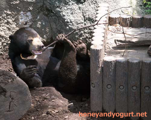 上野動物園　マレーグマ　フジ