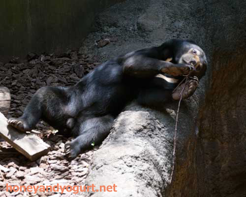 上野動物園　マレーグマ　フジ