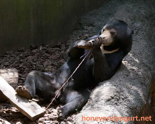 上野動物園　マレーグマ　フジ
