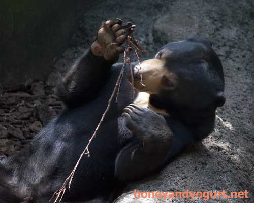 上野動物園　マレーグマ　フジ