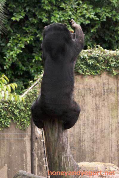 上野動物園 マレーグマ モモコ
