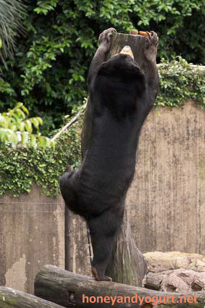 上野動物園 マレーグマ モモコ