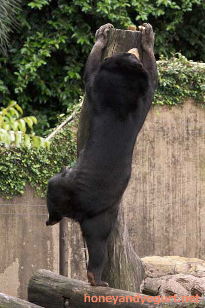 上野動物園 マレーグマ モモコ