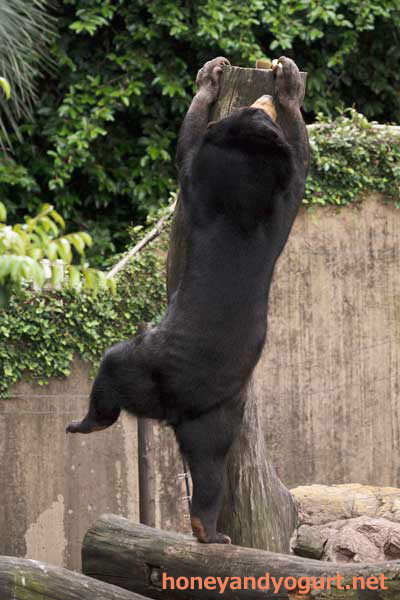上野動物園 マレーグマ モモコ