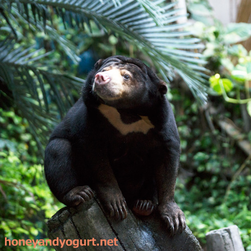のいち動物公園　マレーグマ　タオチイ