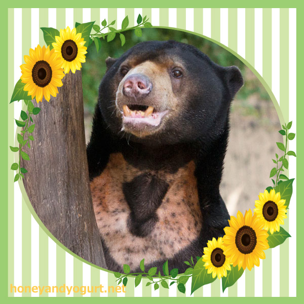 上野動物園　マレーグマ　アズマ