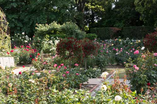 福岡市動植物園　植物園