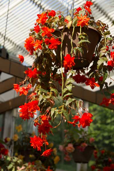 福岡市動植物園　植物園