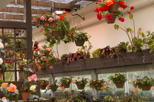 福岡市動植物園　植物園