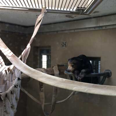 福岡市動植物園　マレーグマ　マチ