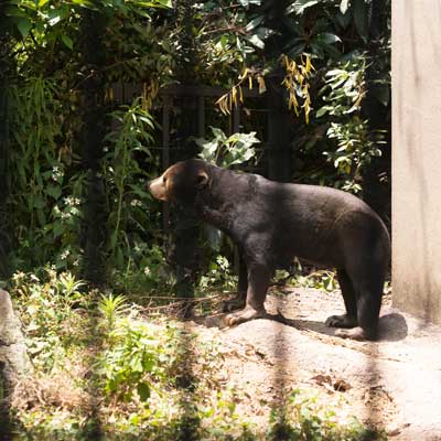 福岡市動物園　マレーグマ　マチ