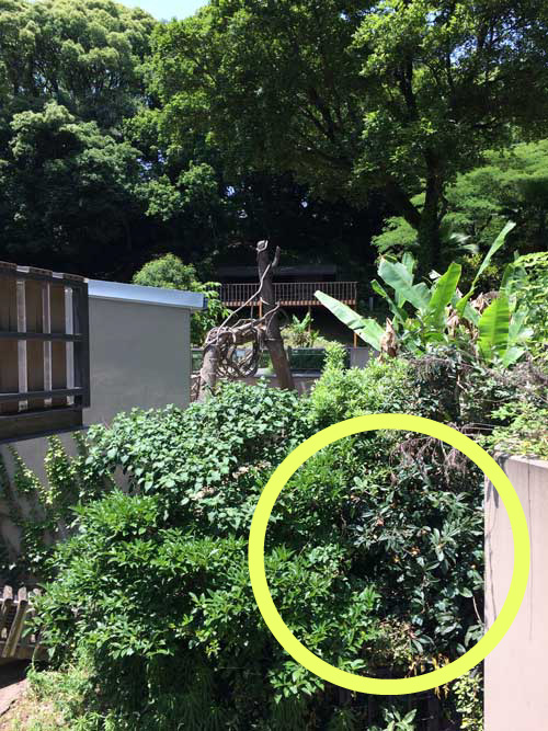 福岡市動物園　マレーグマ放飼場
