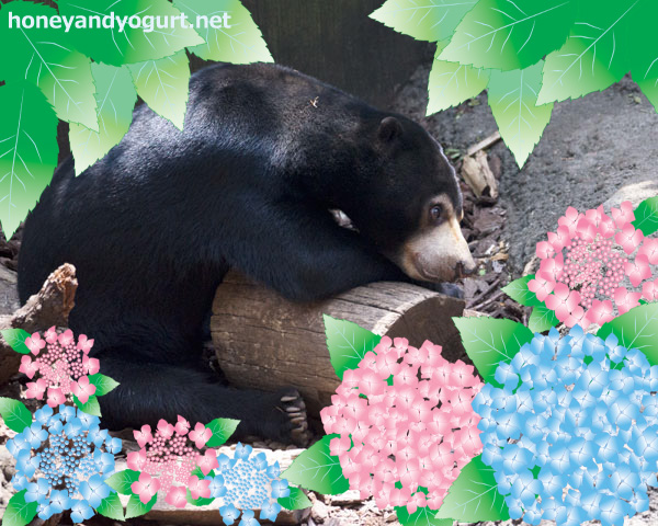 上野動物園 マレーグマ フジ