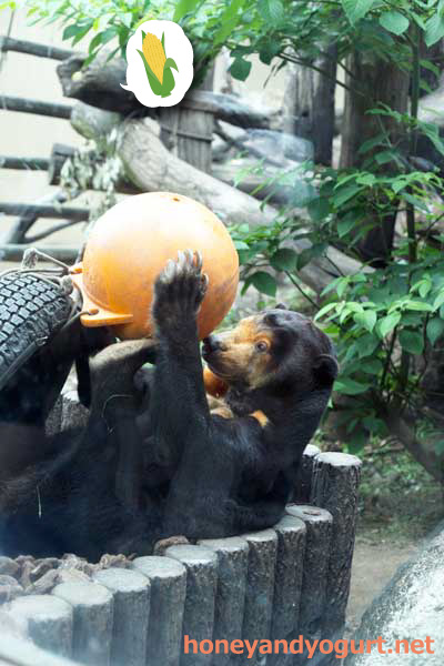 上野動物園 マレーグマ キョウコ