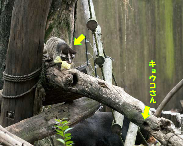 上野動物園 マレーグマ舎