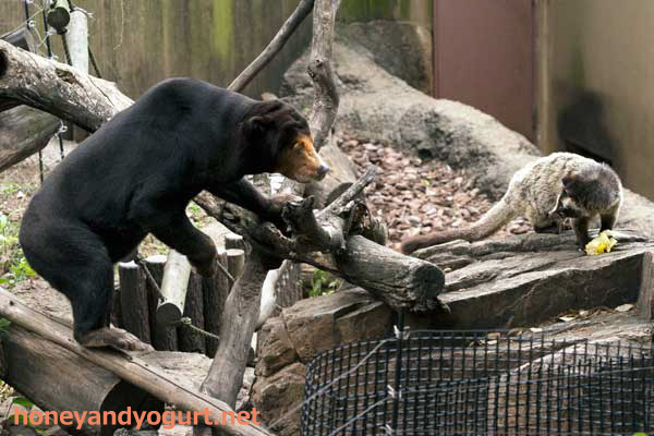 上野動物園 マレーグマ キョウコ