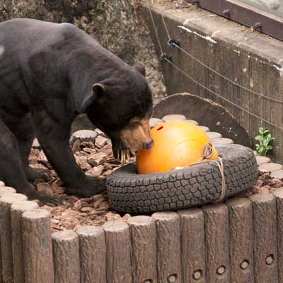 上野動物園 マレーグマ アズマ