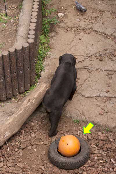 上野 動物園 マレーグマ アズマ