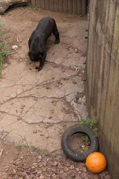 上野動物園 マレーグマ アズマ