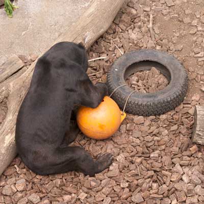 上野動物園 マレーグマ アズマ