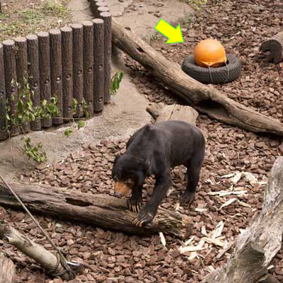 上野動物園 マレーグマ アズマ