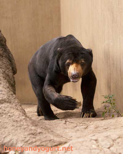 上野動物園 マレーグマ アズマ