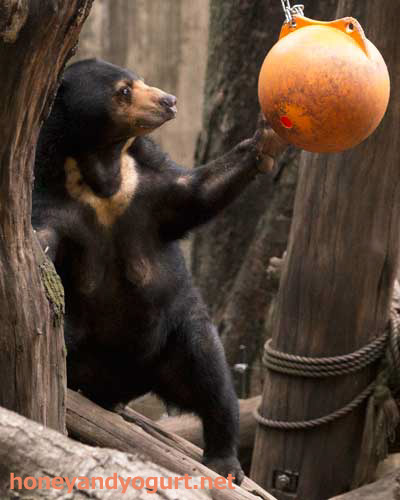 上野動物園 マレーグマ モモコ