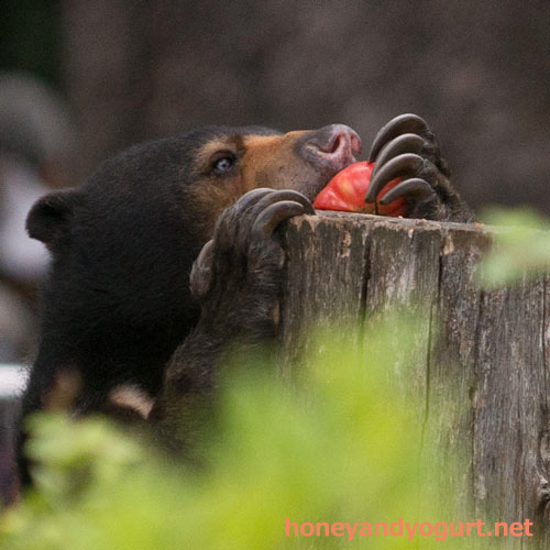 上野動物園 マレーグマ モモコ