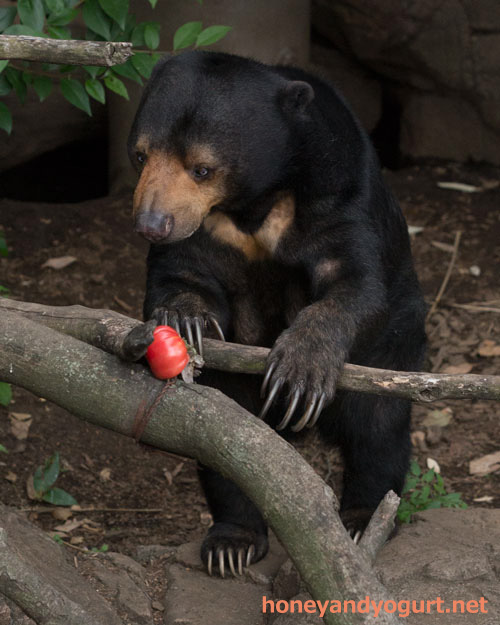 上野動物園 マレーグマ モモコ