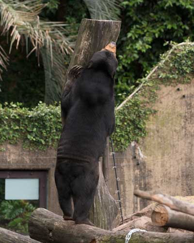 上野動物園 マレーグマ モモコ