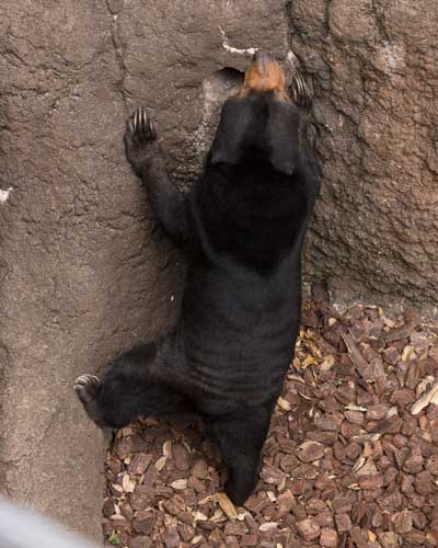上野動物園 マレーグマ モモコ