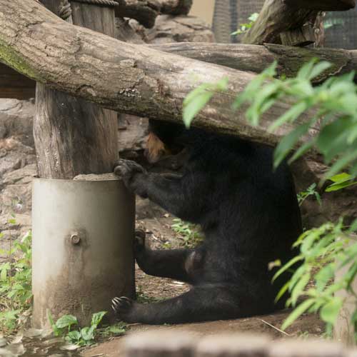 上野動物園 マレーグマ モモコ