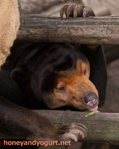 上野動物園 マレーグマ キョウコ