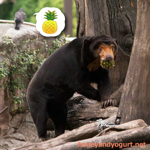 上野動物園 マレーグマ キョウコ 動物園