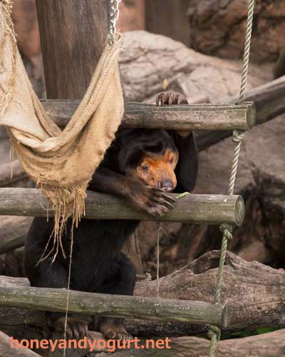 上野動物園 マレーグマ キョウコ