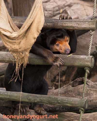 上野動物園 マレーグマ キョウコ