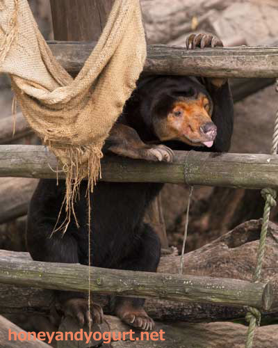 上野動物園 マレーグマ キョウコ