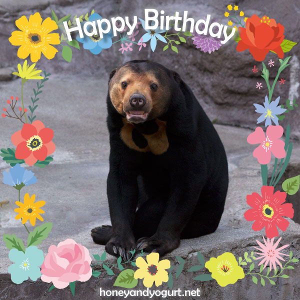 天王寺動物園　マレーグマ　マーサ