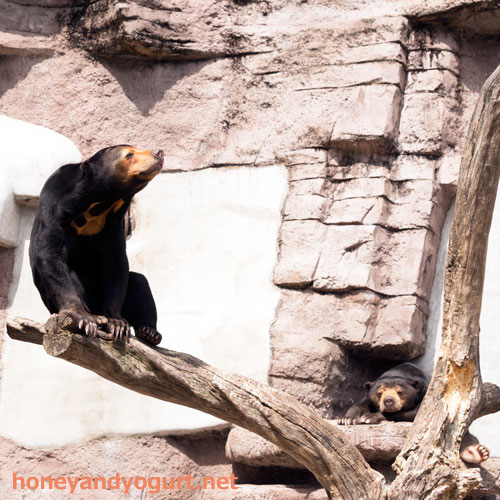 天王寺動物園　マレーグマ　マーサ　マーズ